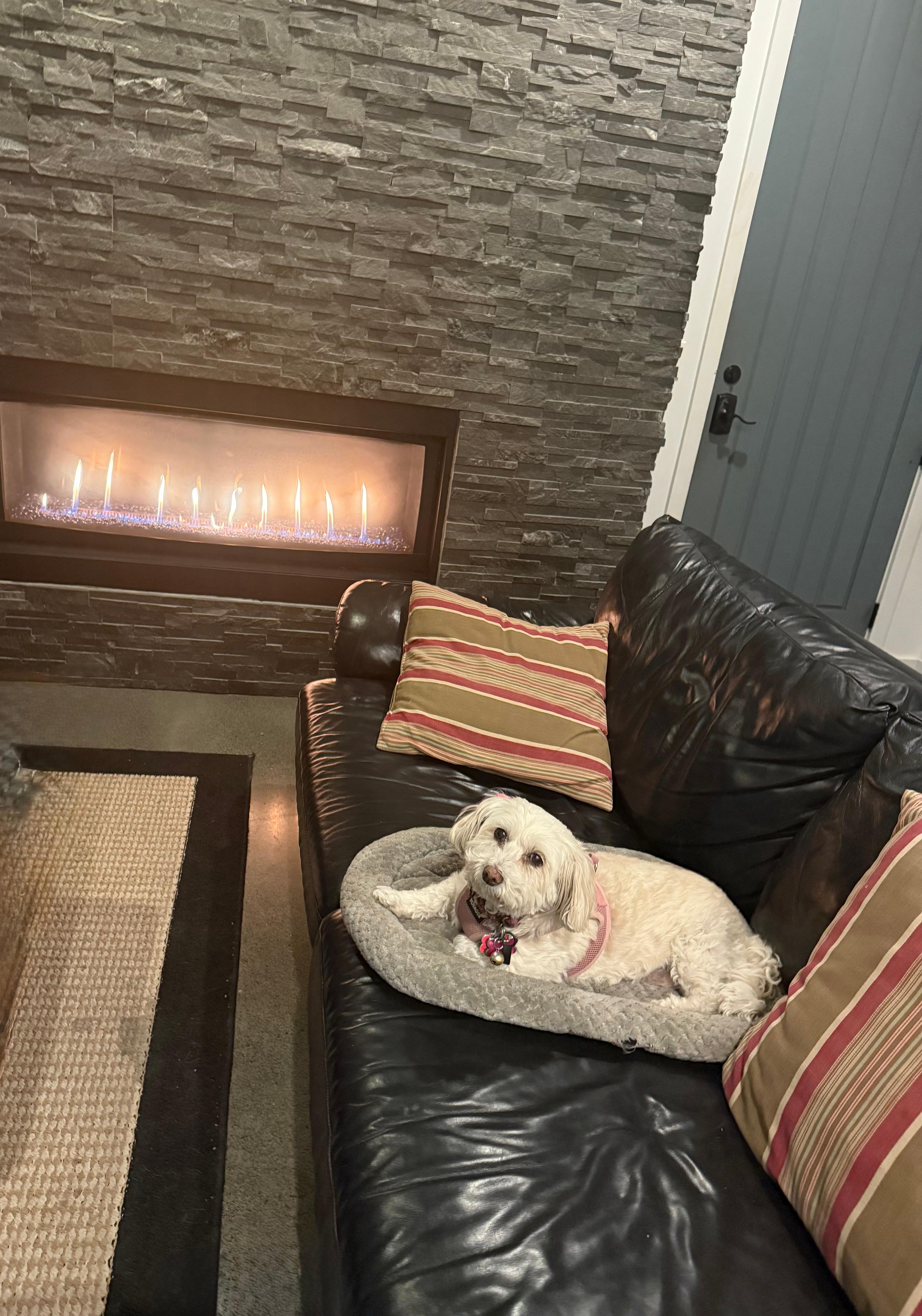 My little Maltipoo loves it here too. 