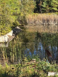 Pond from home