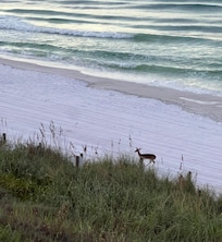 6:30 am visitor right near the steps to the beach.