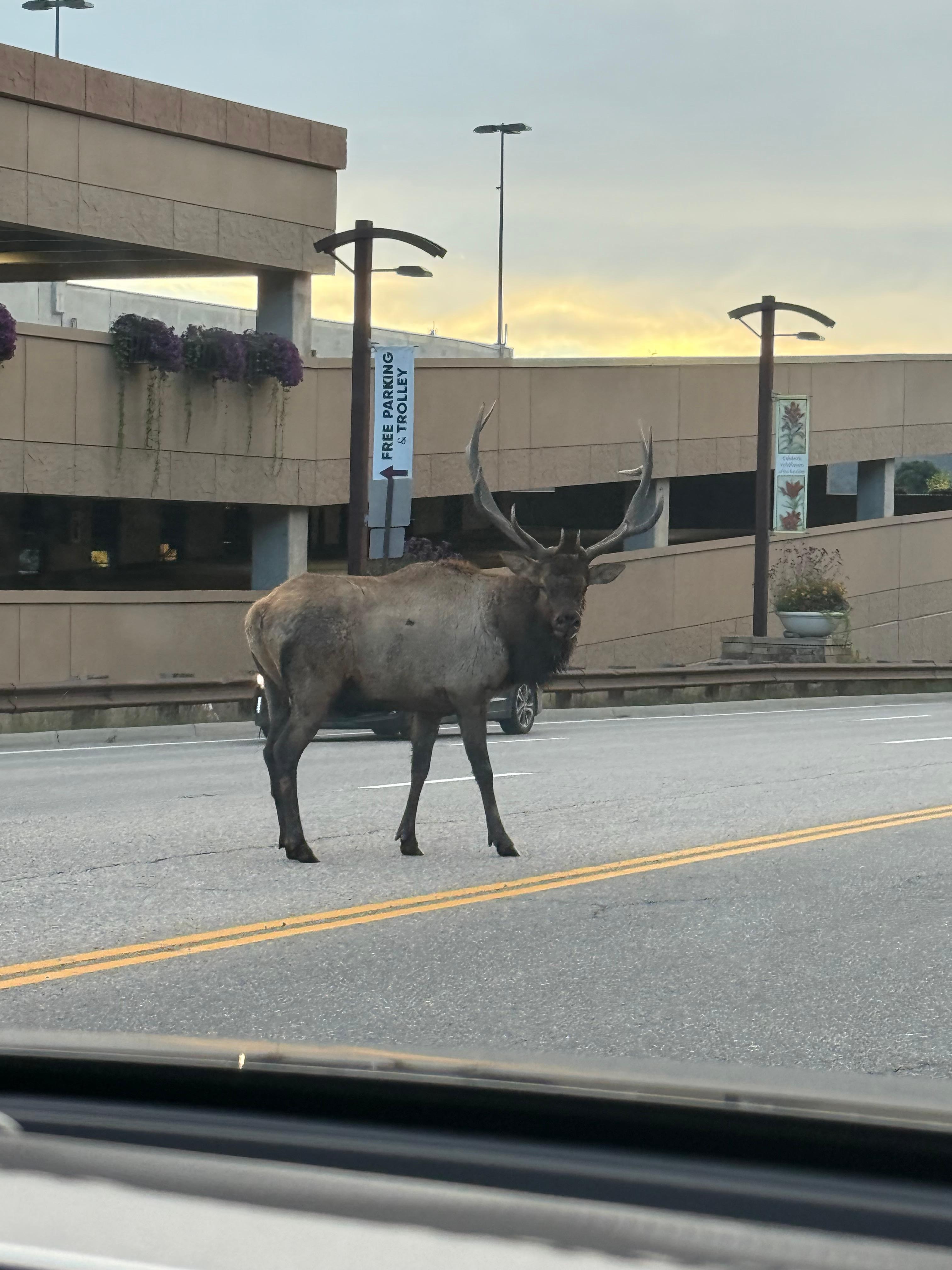 Elk crossing on our way home