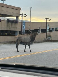 Elk crossing on our way home