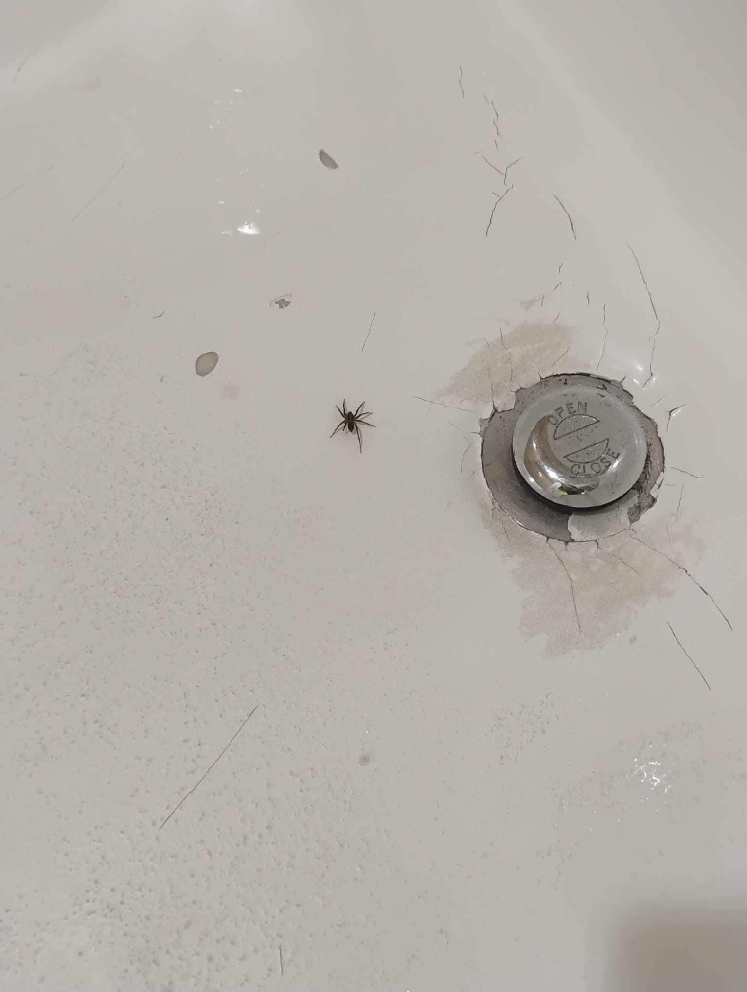 Spiders in the tub 