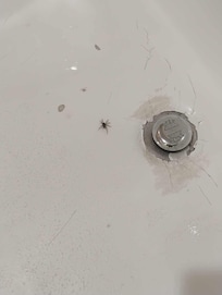 Spiders in the tub