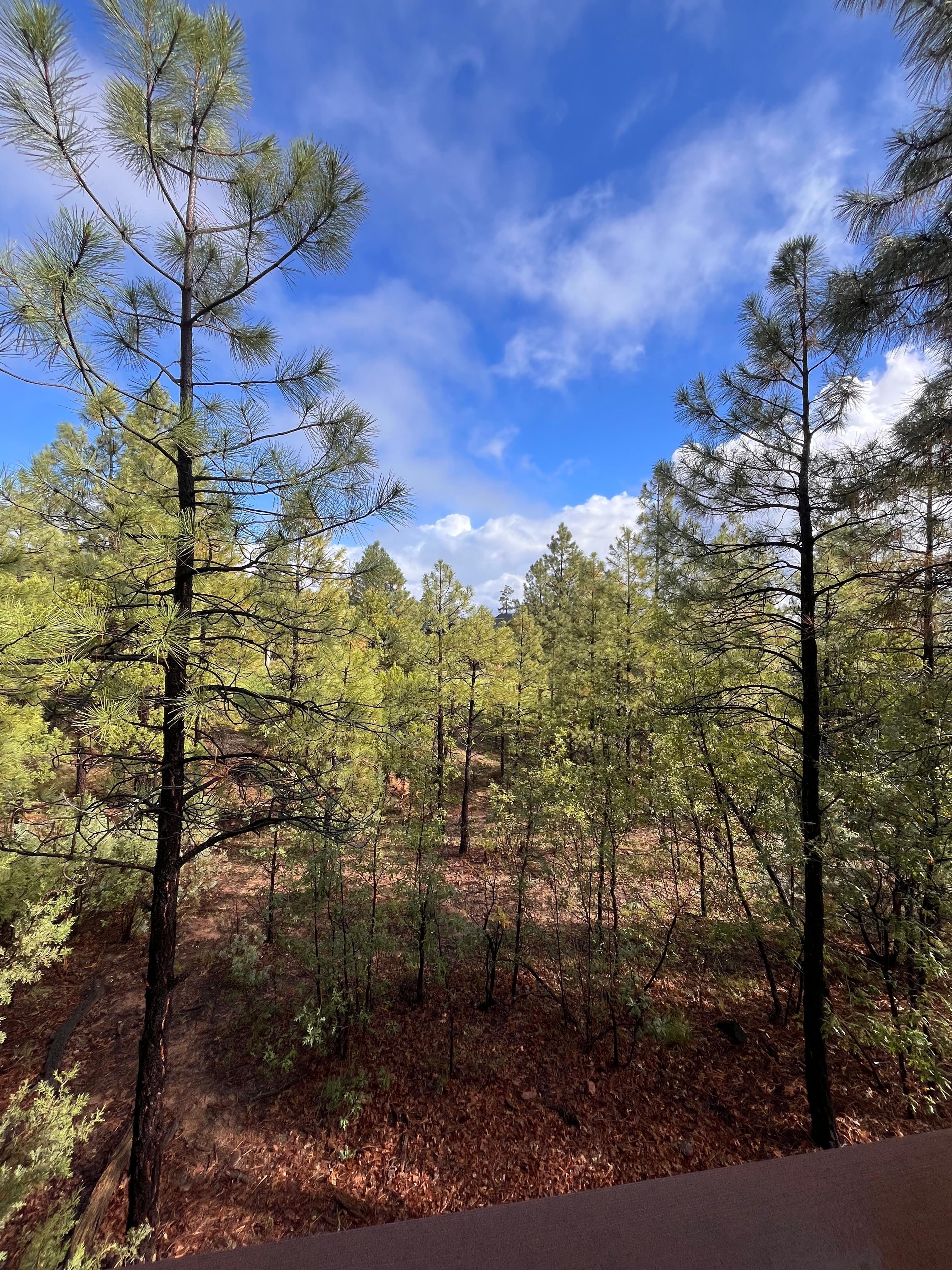 View from the back patio!