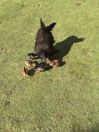 Hen and chicks at Poipu Beach Park