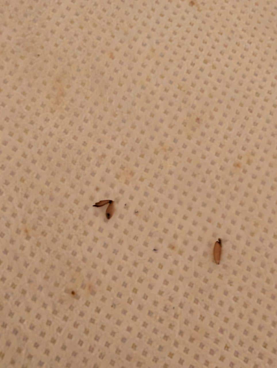 Miscellaneous crawlies 