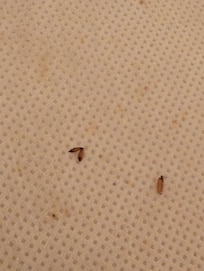 Miscellaneous crawlies