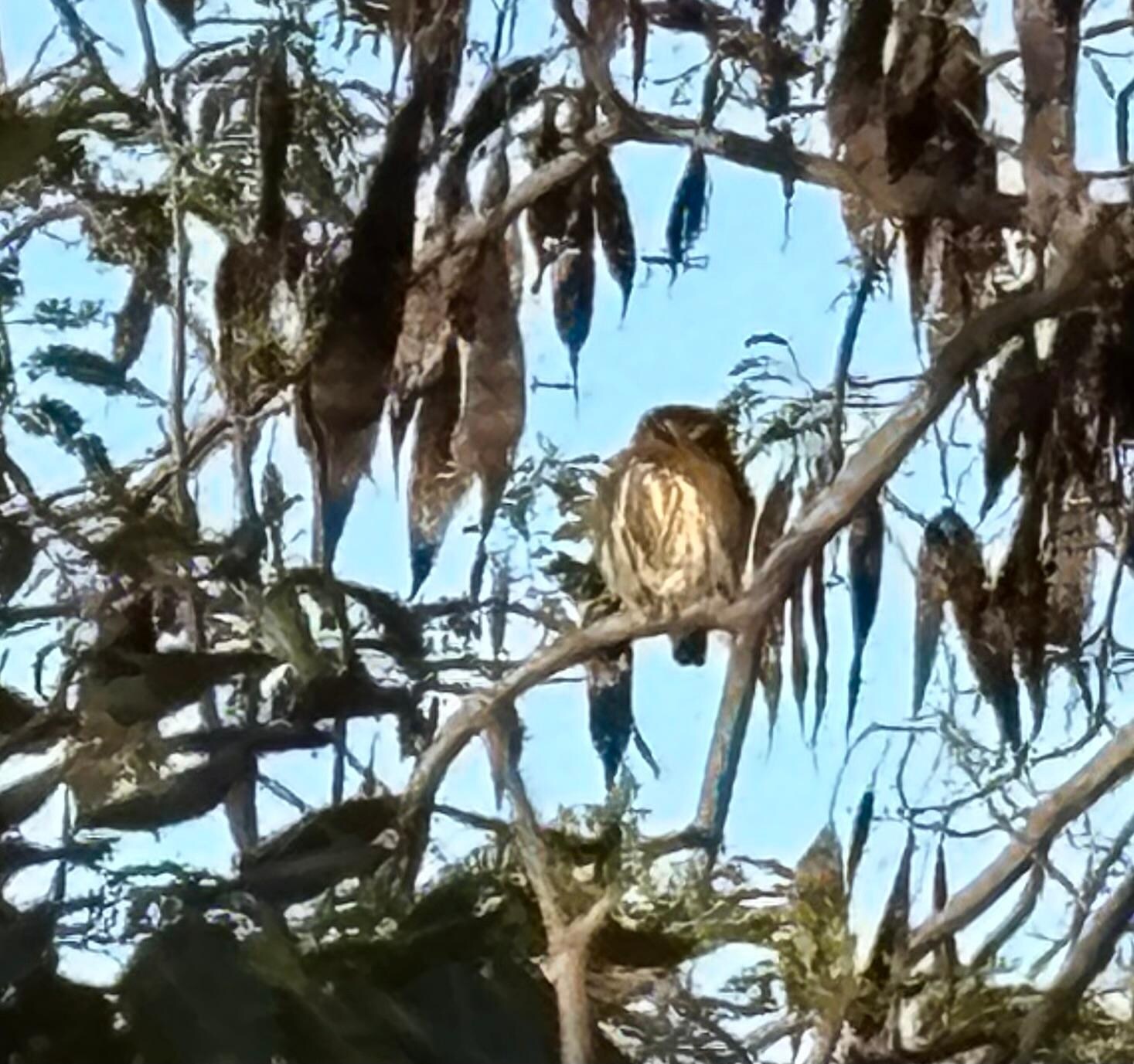 The mottled owl which sleepily greeted us most mornings in the tree next to the condo’s second floor balcony.