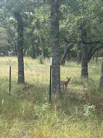 Baby deer