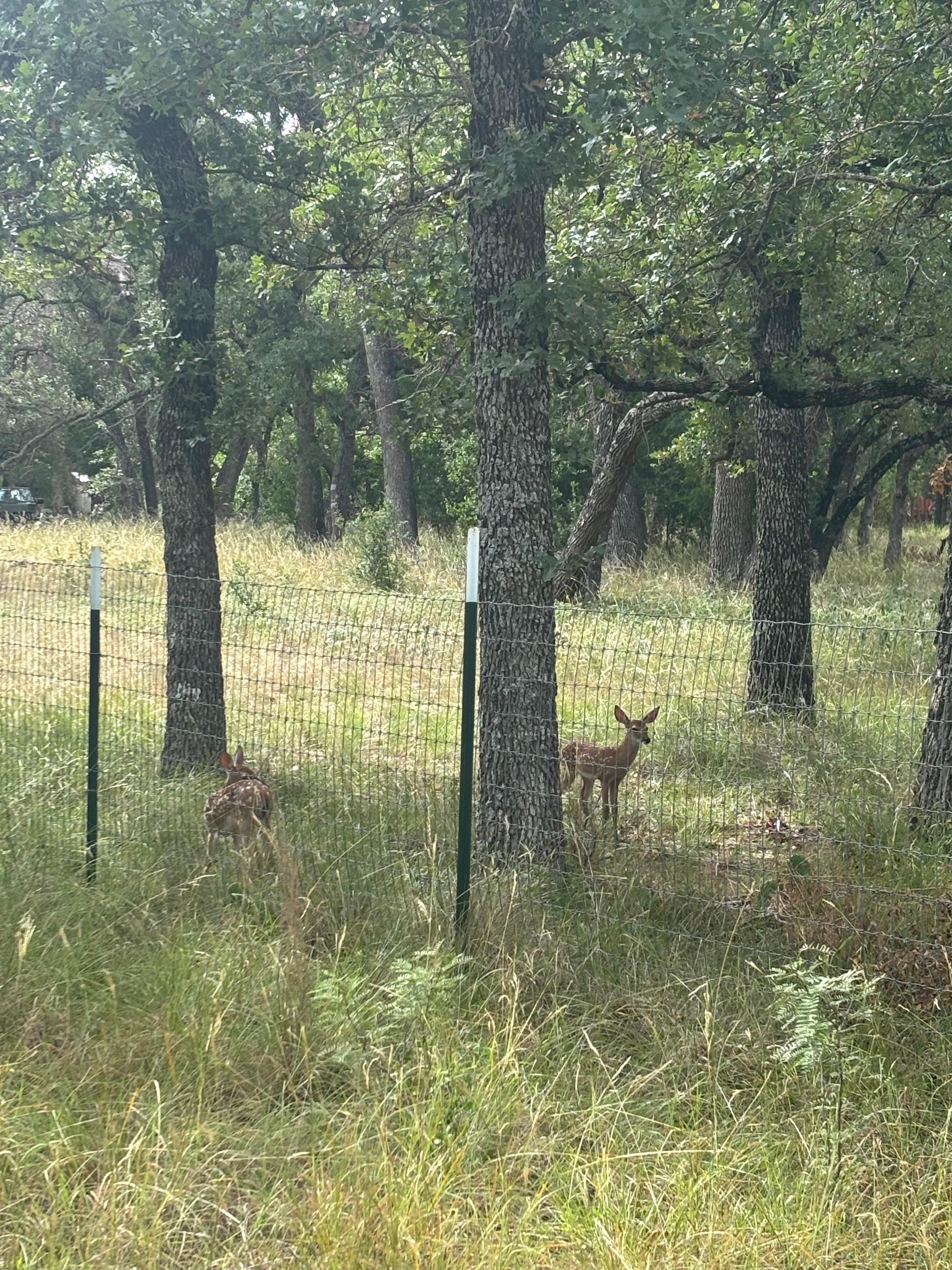 Baby deer