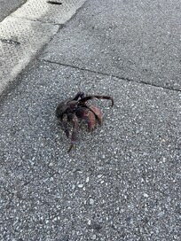 ホテルの目の前の道路でヤシガニに遭遇しました。