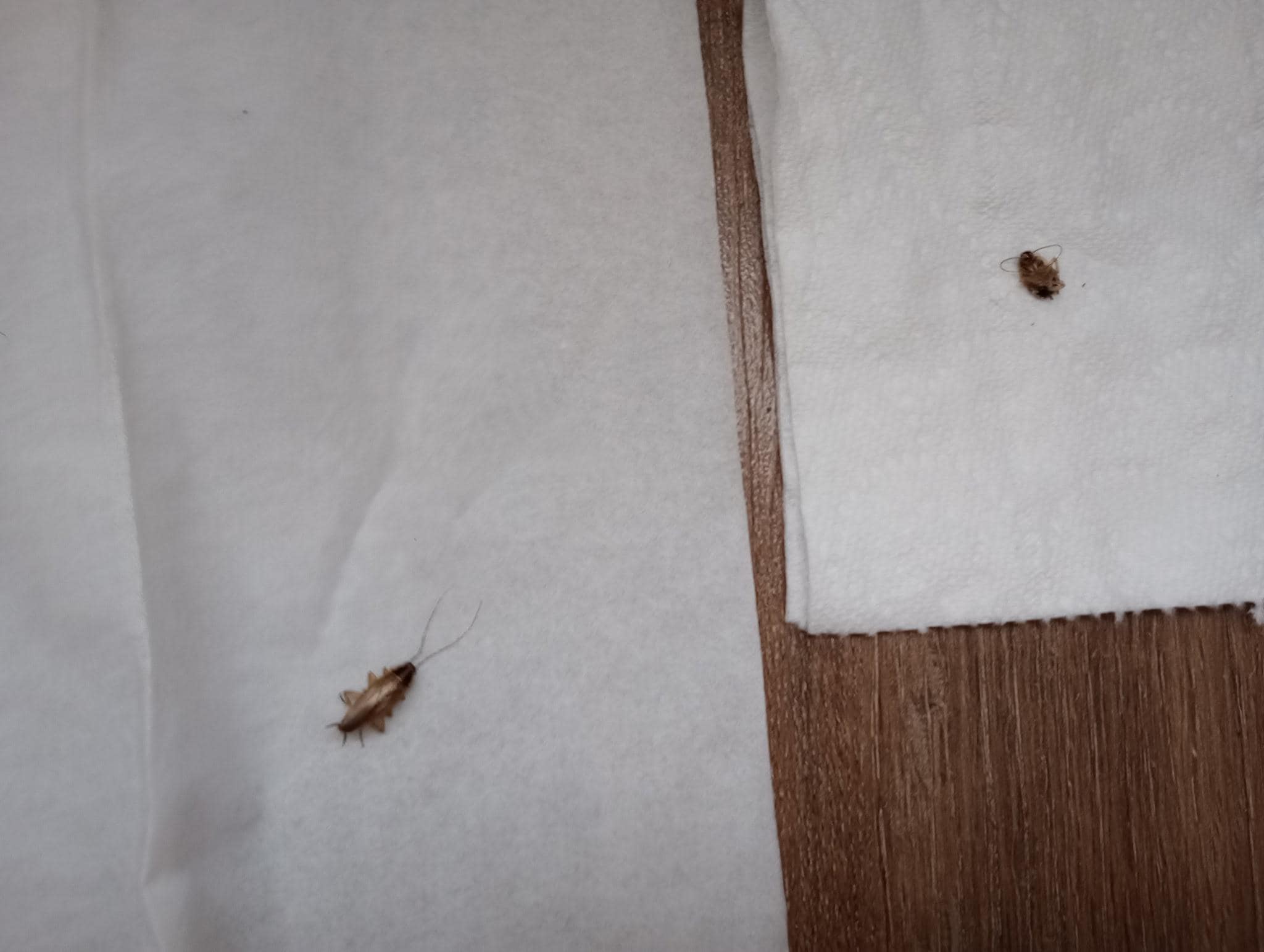 More cock roaches