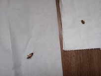 More cock roaches
