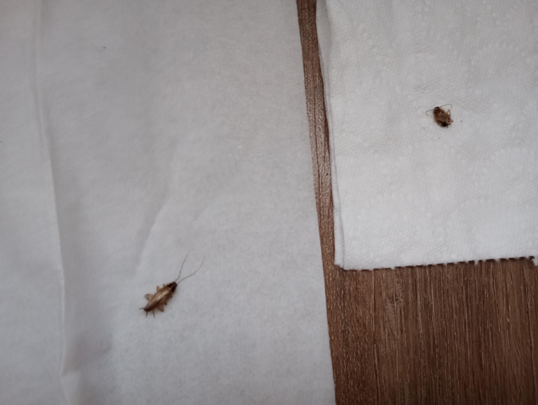 More cock roaches