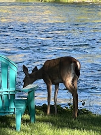 Early morning visitor during our morning coffee.
