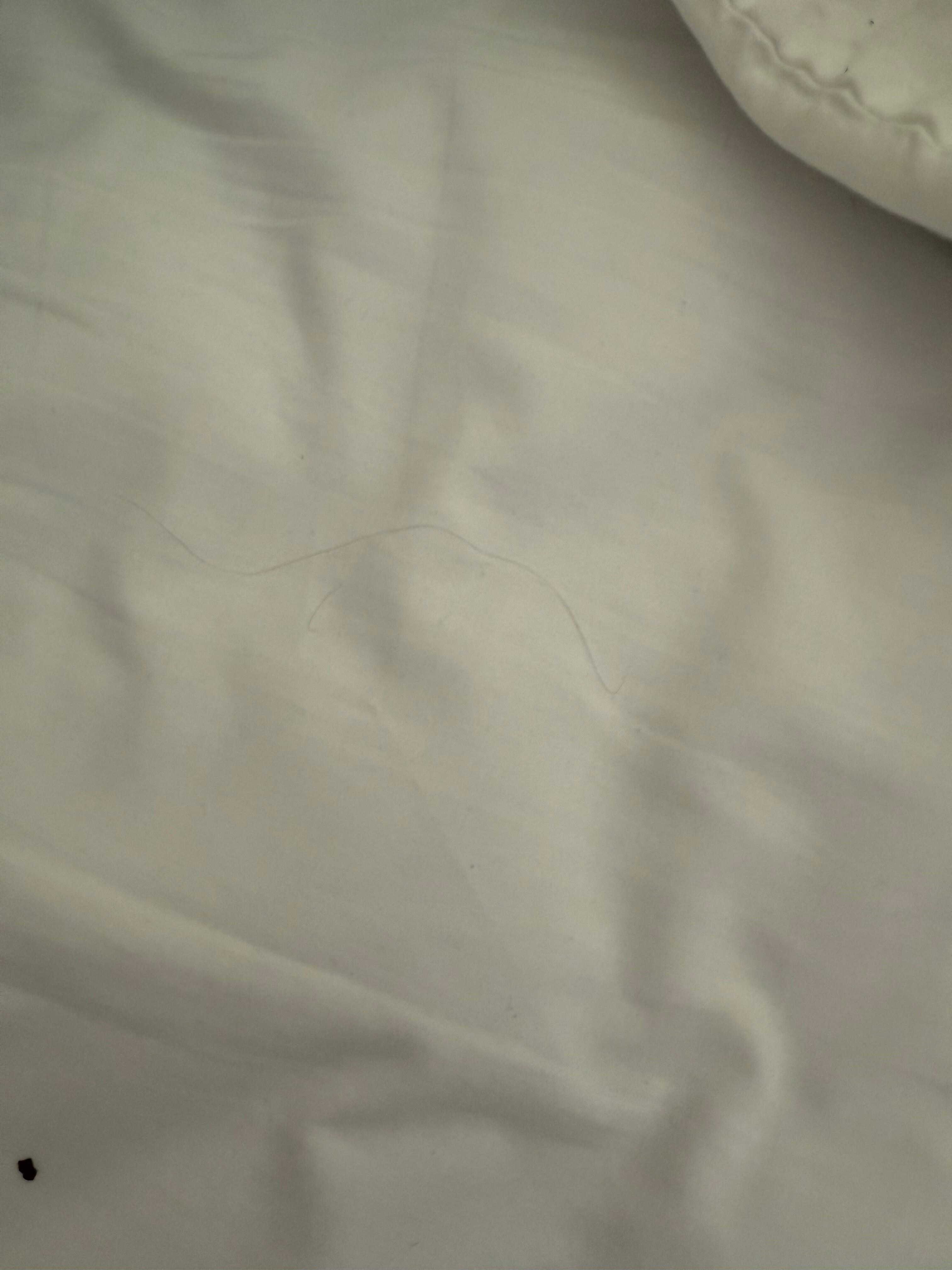 Hair on the bed.