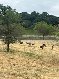 some of the animals on site!