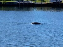 Manatees feeding and staying warm.