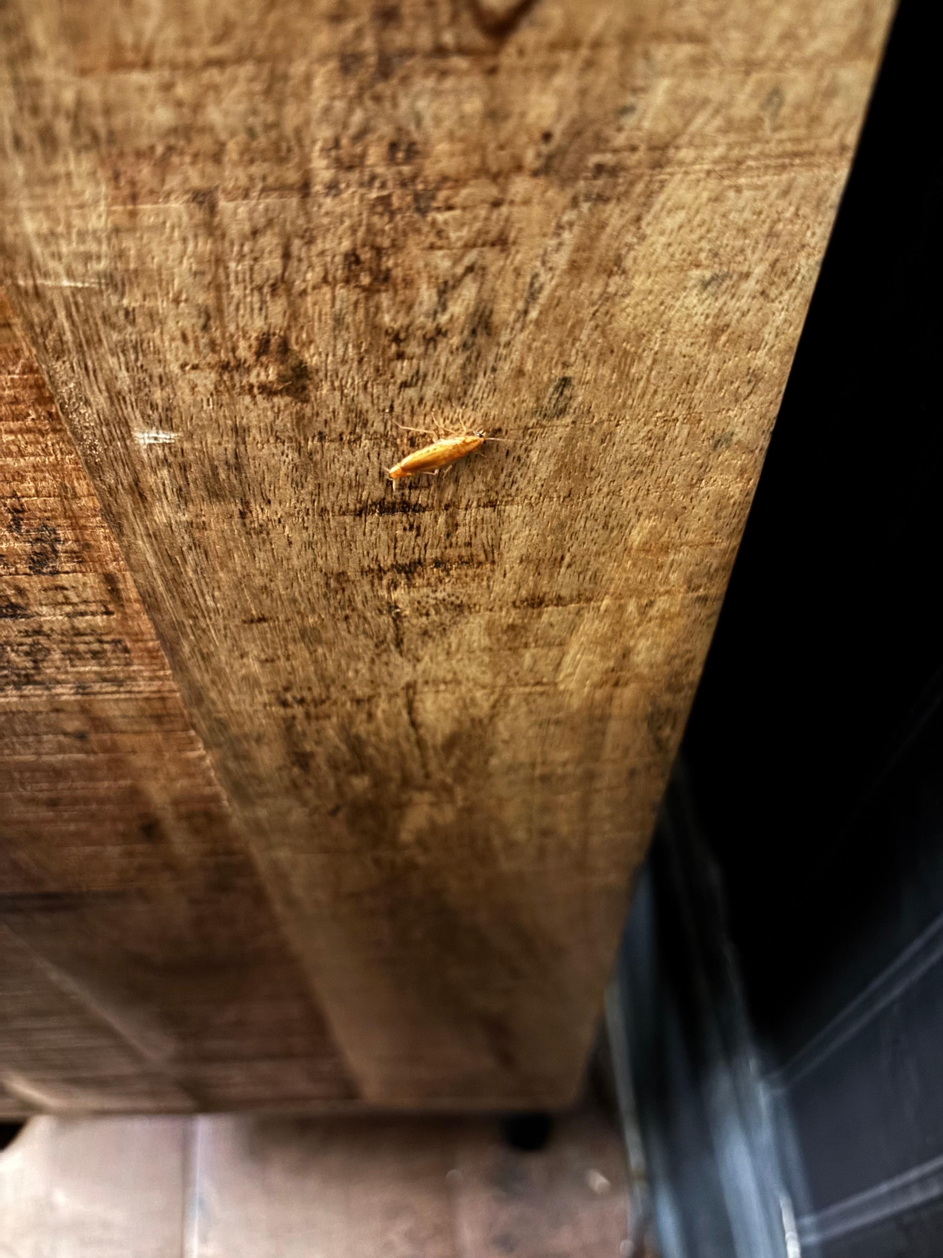 Roaches in living room and bed room wall