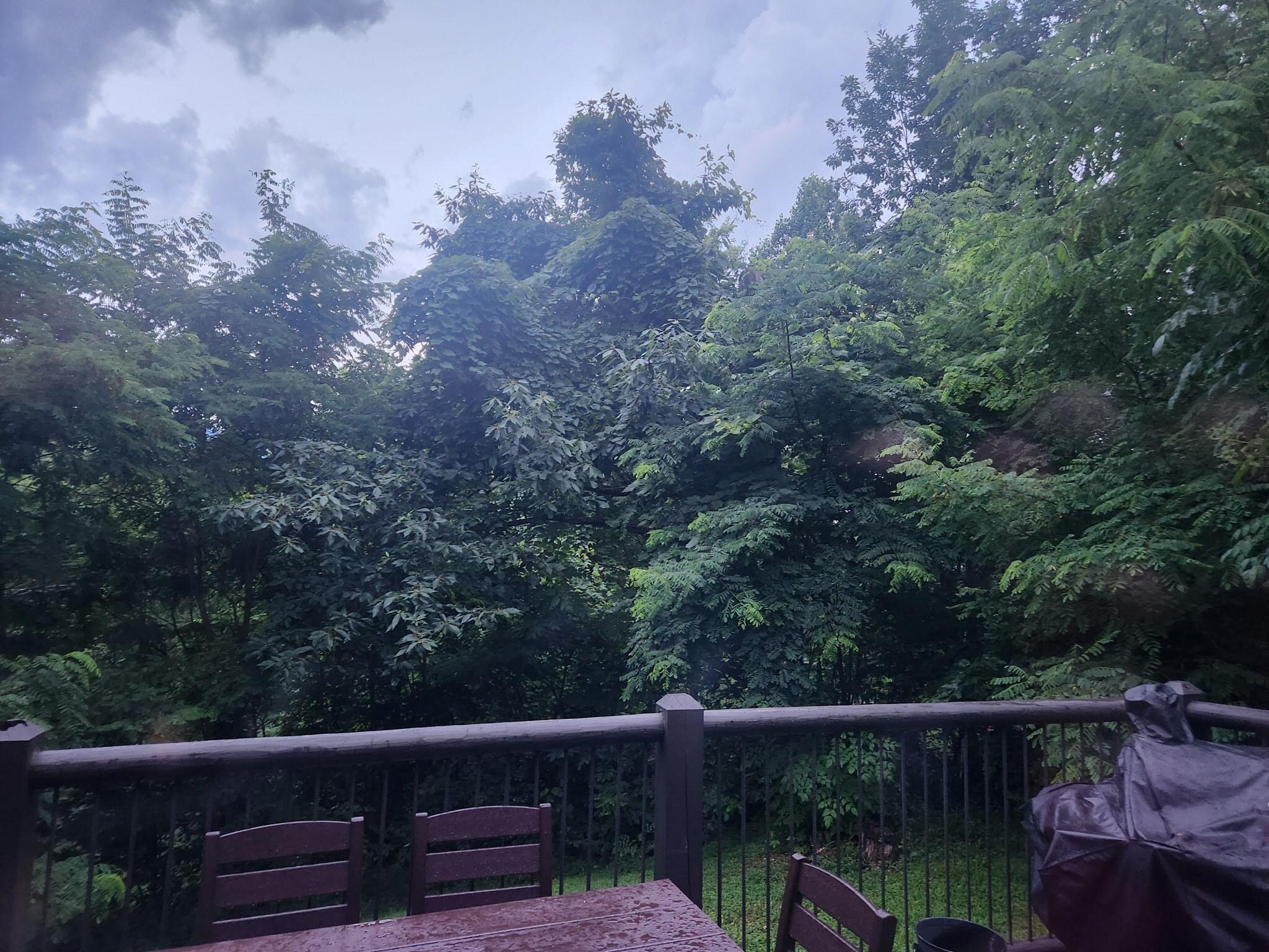 The view