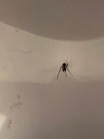 Mosquito in the fridge