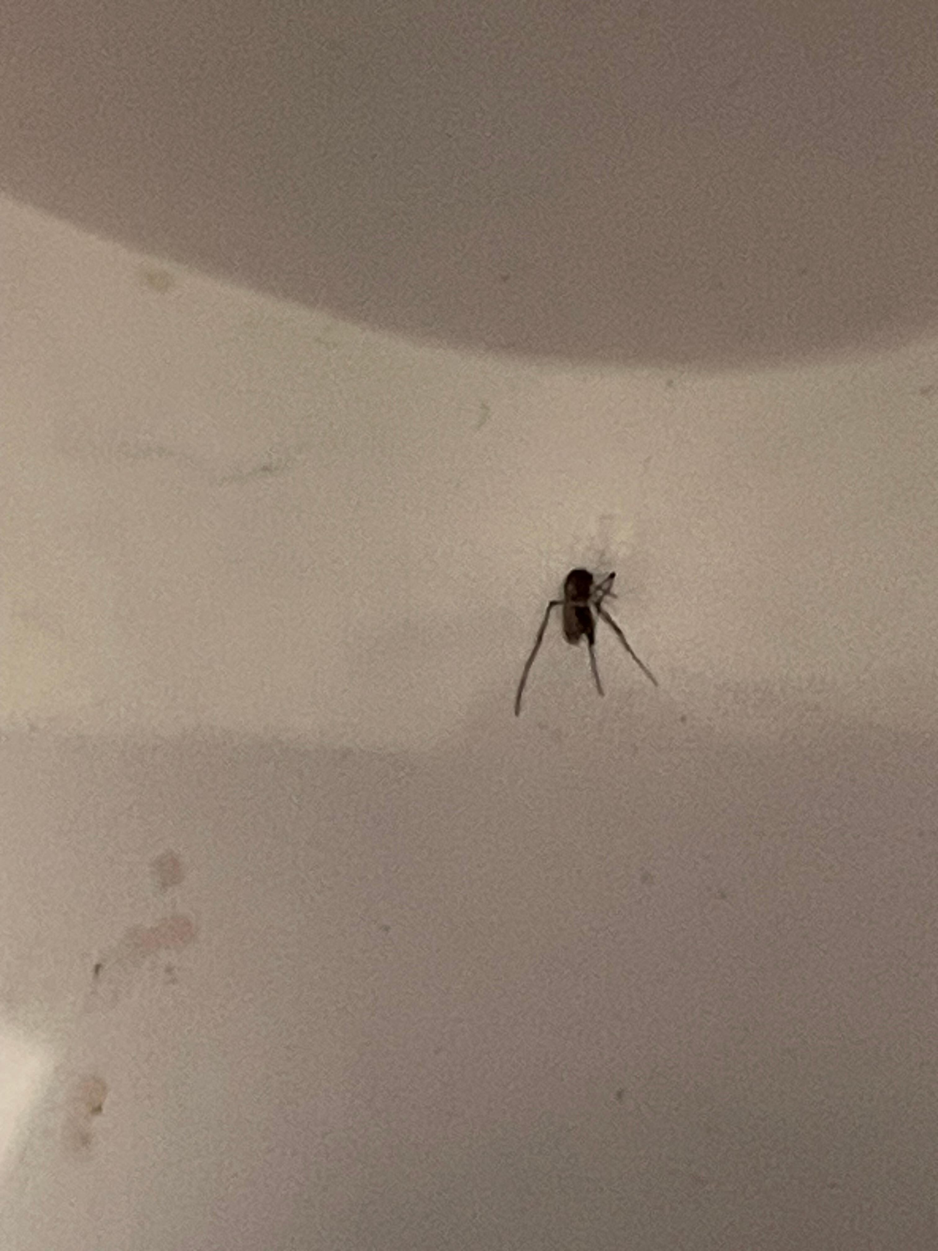 Mosquito in the fridge