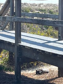 The tortoise who came to visit.