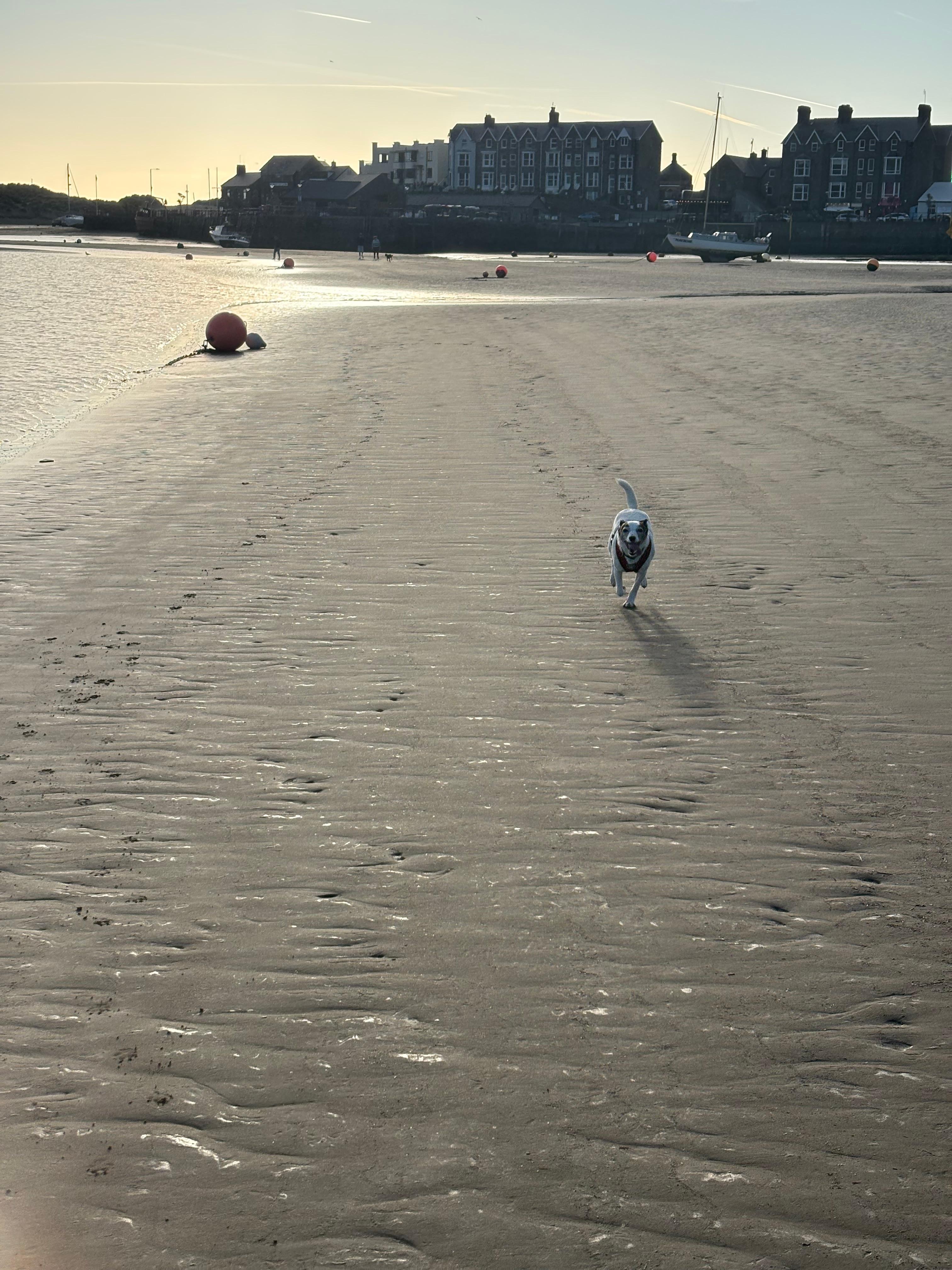 Dog friendly beach