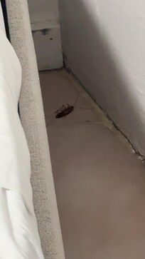 Dead cockroach