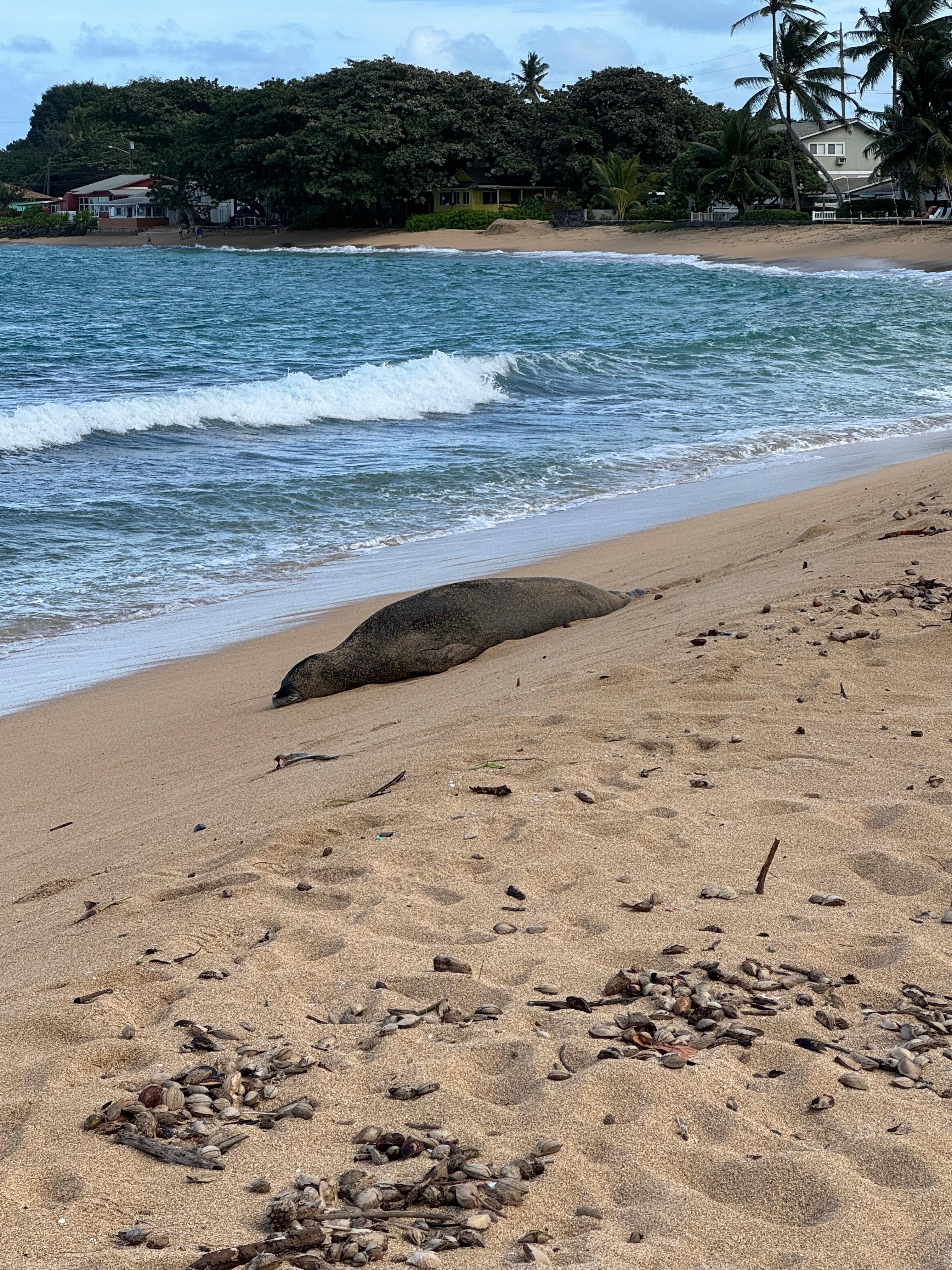 Sadie the seal just up the beach from the house