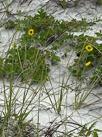 Flowers at the beach.