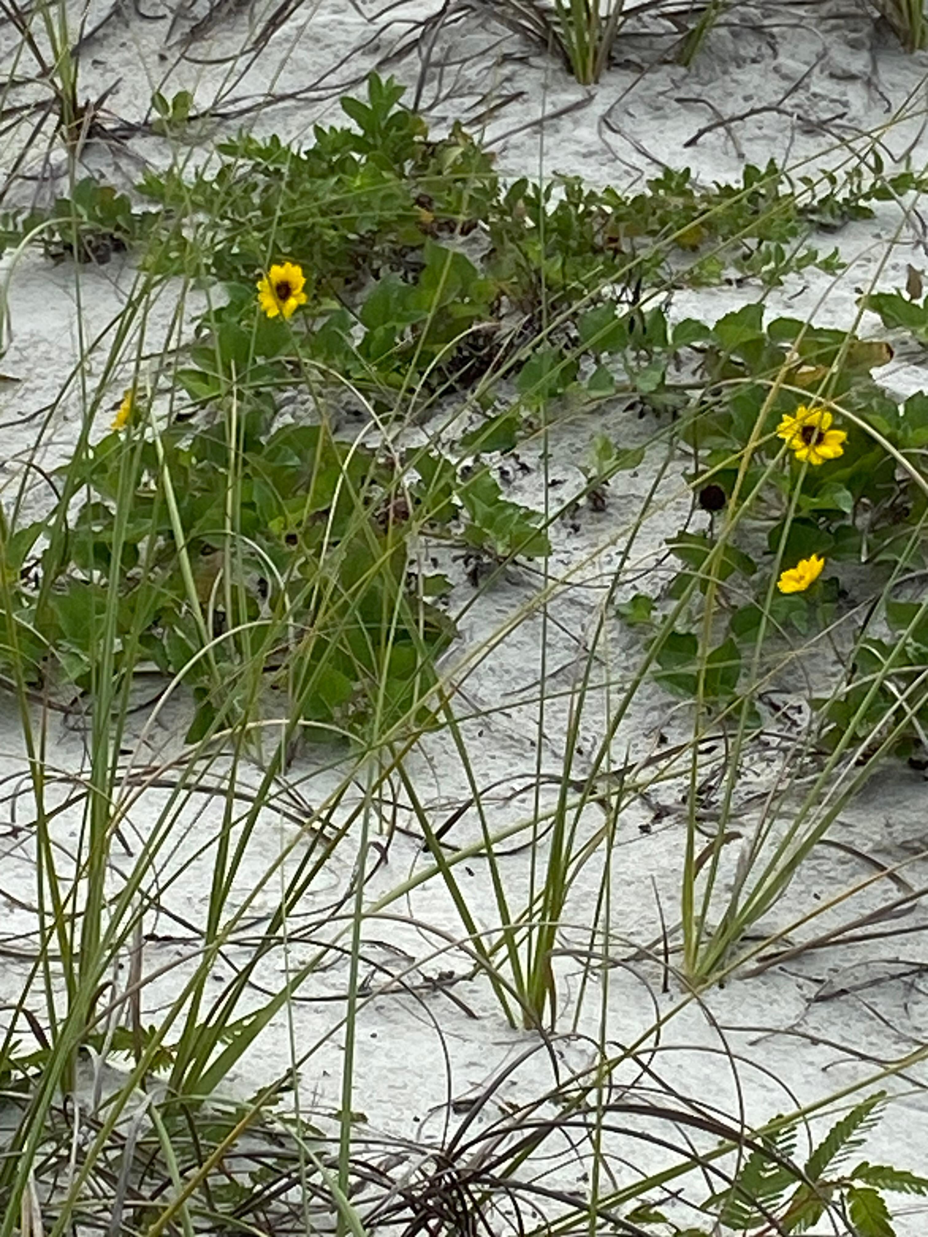 Flowers at the beach.