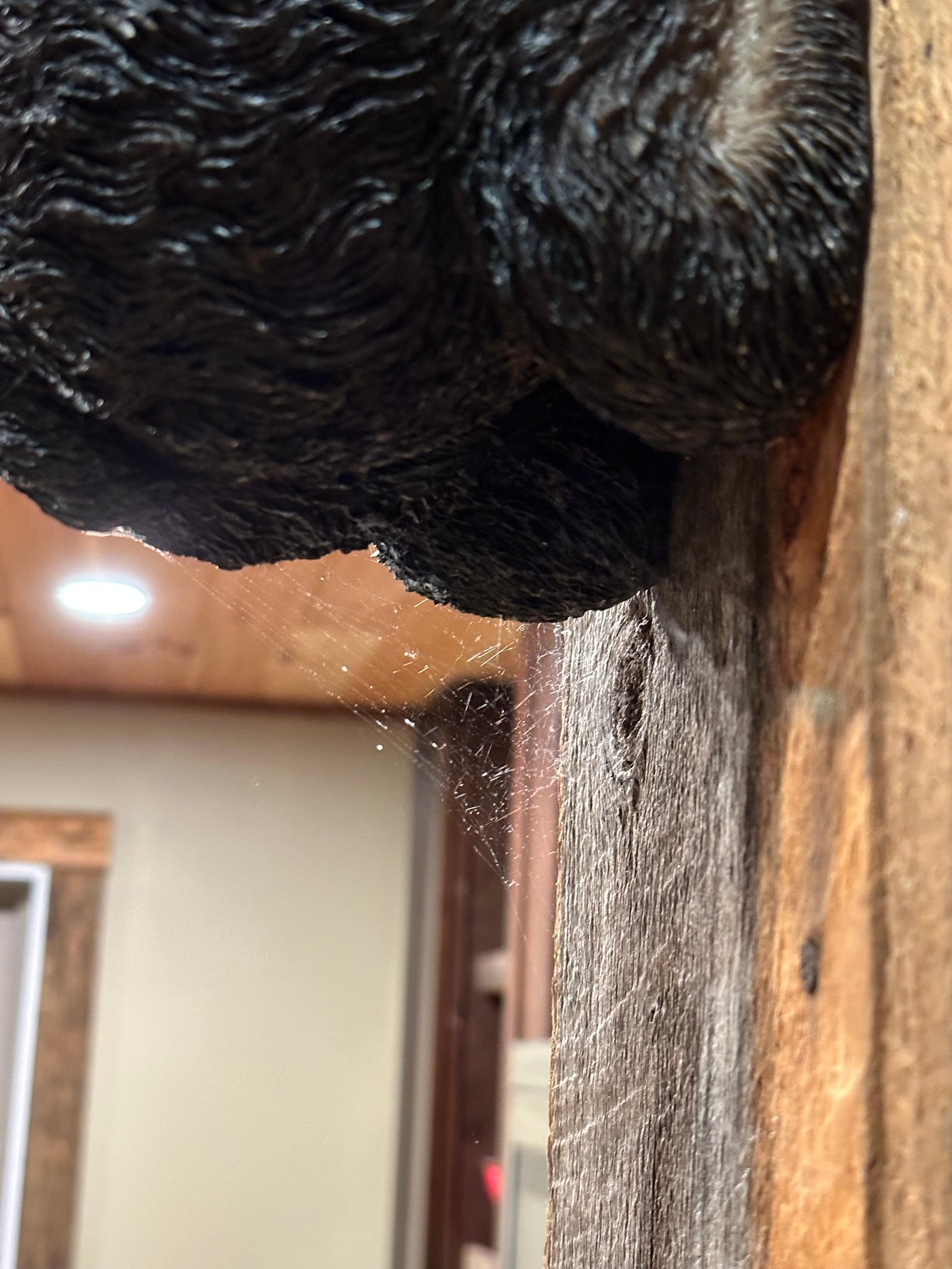 Cobwebs right before you walk in the kitchen. Again, there was more, but this is all that would show in a pic