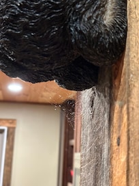 Cobwebs right before you walk in the kitchen. Again, there was more, but this is all that would show in a pic