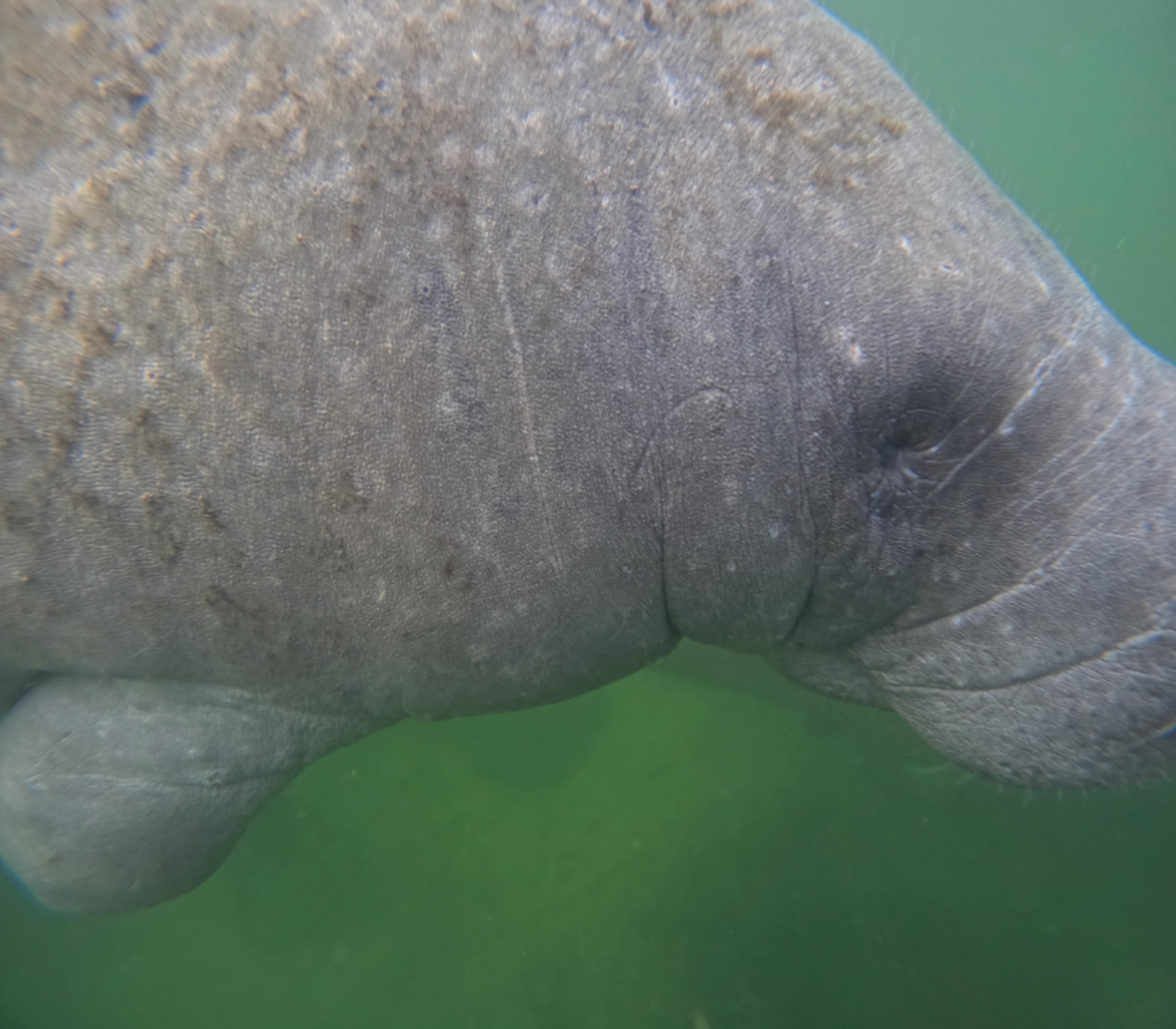 A friendly manatee