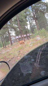 Deer when we arrived