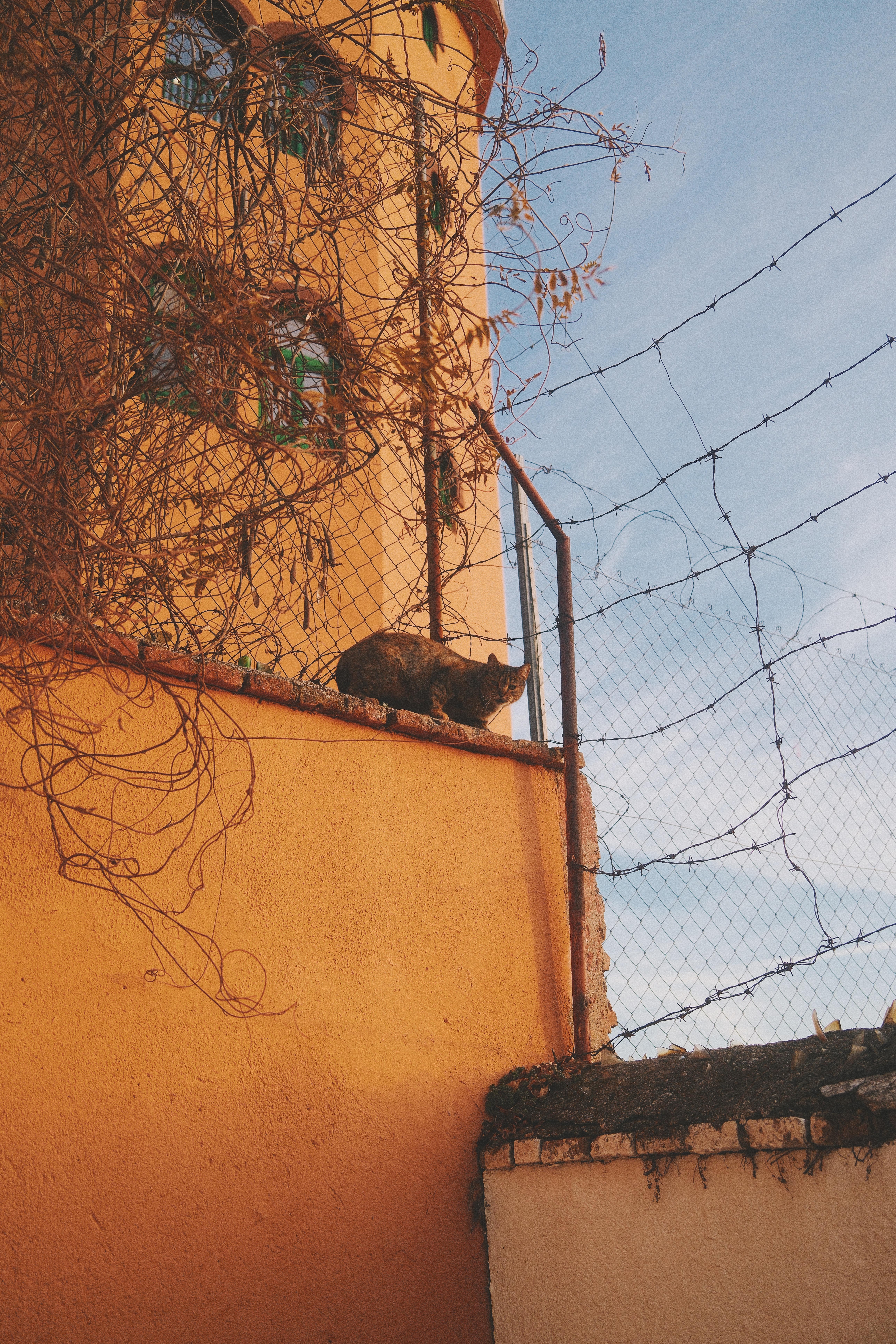 Make friends with the hotel cats nearby during your stay. 