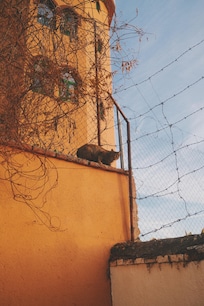 Make friends with the hotel cats nearby during your stay.