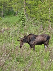 Moose grazing in the meadow at Cozy Mountain Retreat