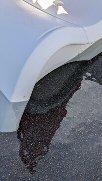 Pool teaming with various bugs and no way to remove them