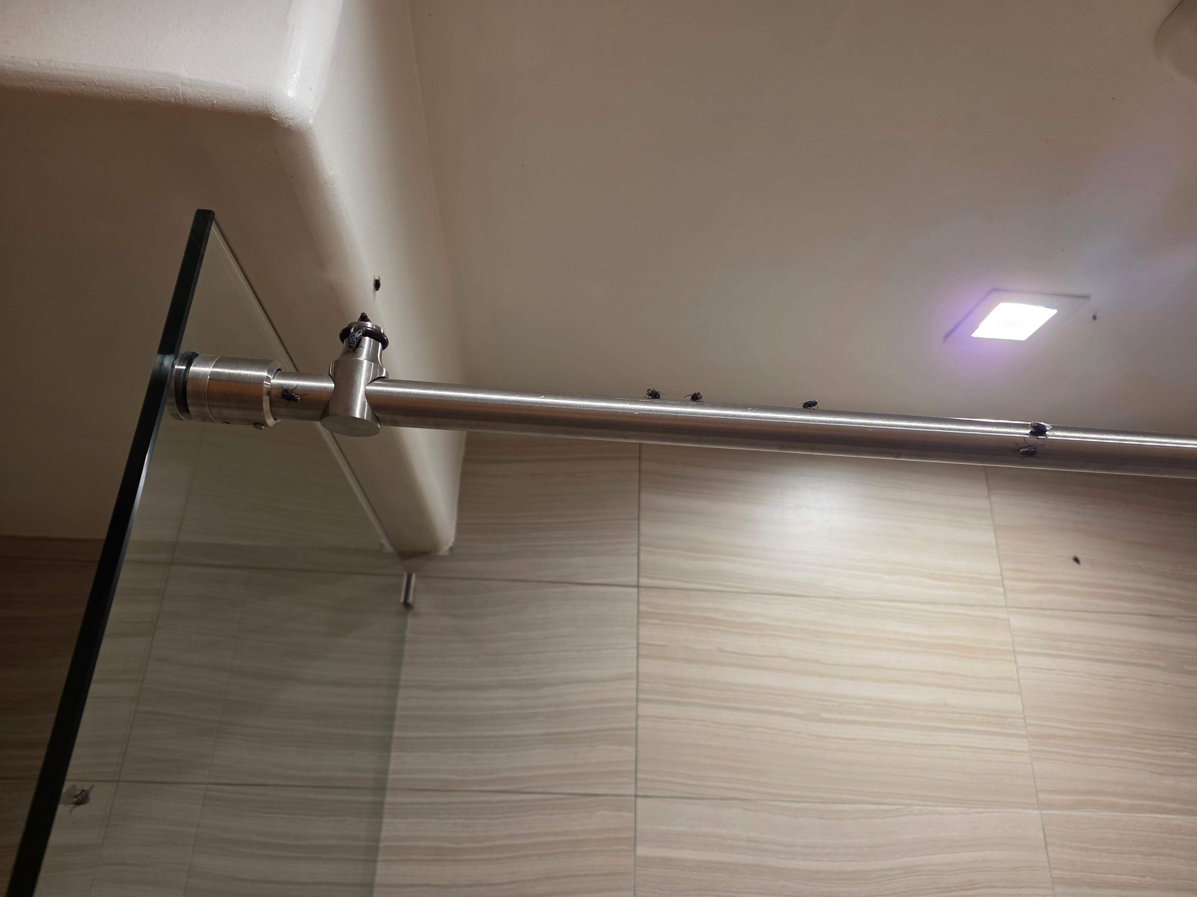 Flies in the basement