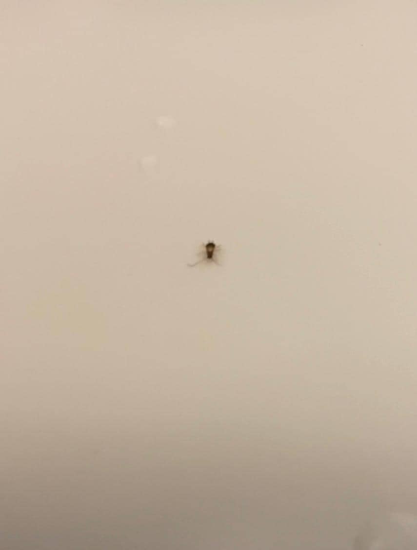 This is in the shower ANOTHER roach!