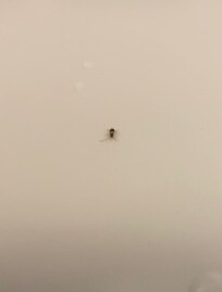 This is in the shower ANOTHER roach!