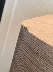 Spiders desk