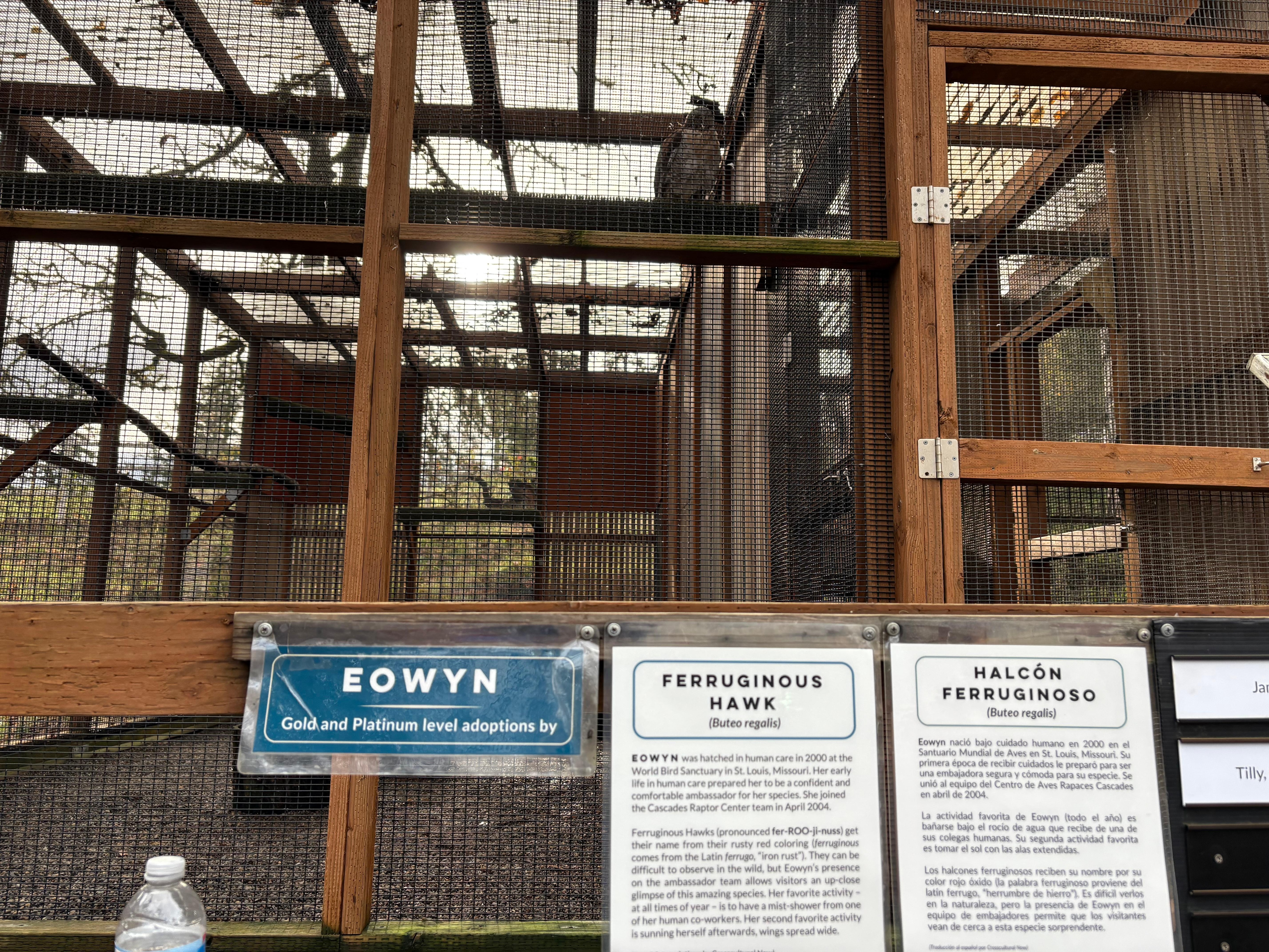 Best place to see Owls, Hawks, Falcons, Eagles 🦅 at Eugene Raptor center