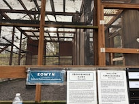 Best place to see Owls, Hawks, Falcons, Eagles 🦅 at Eugene Raptor center