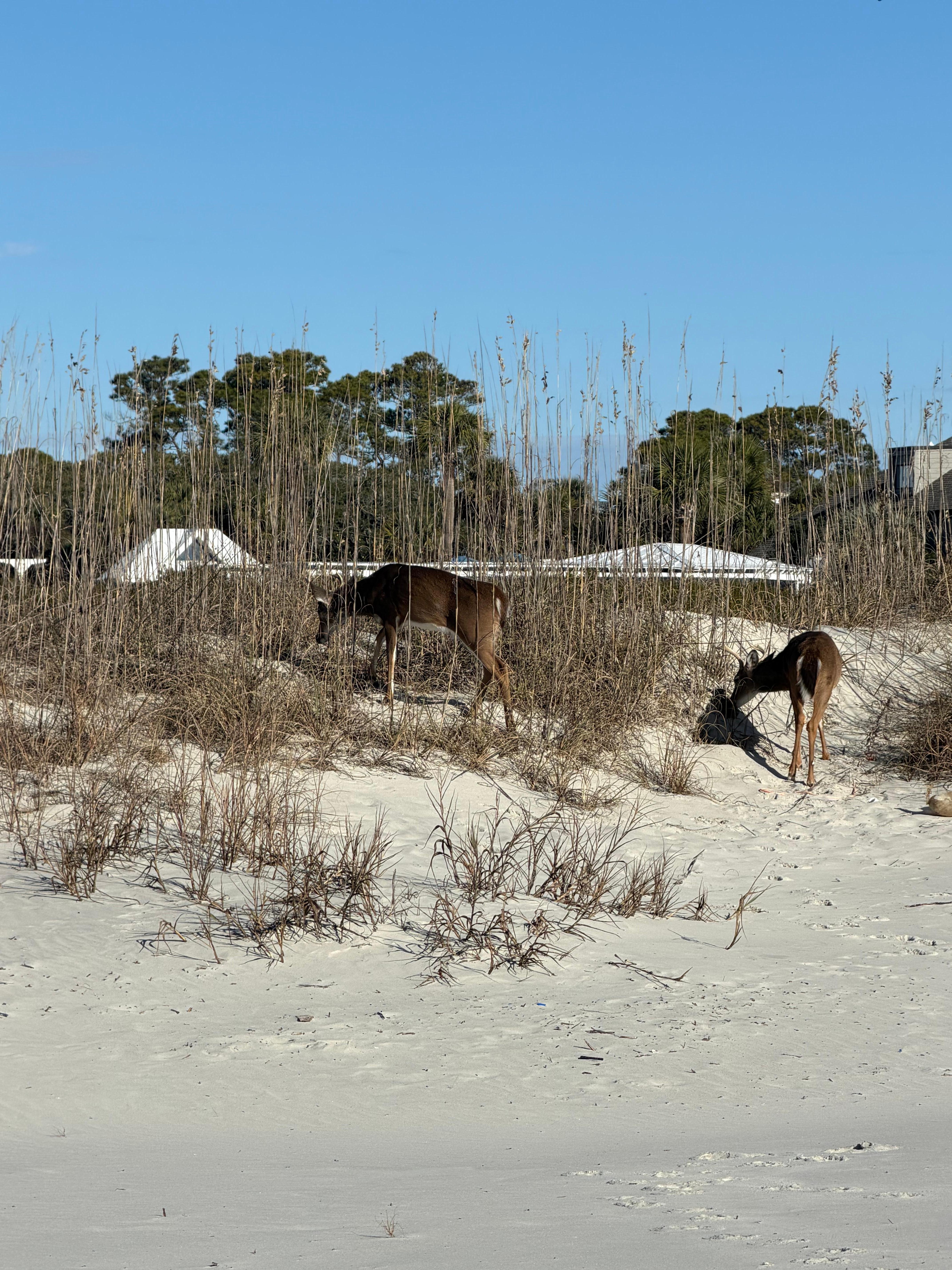 Deer are more like local pups!