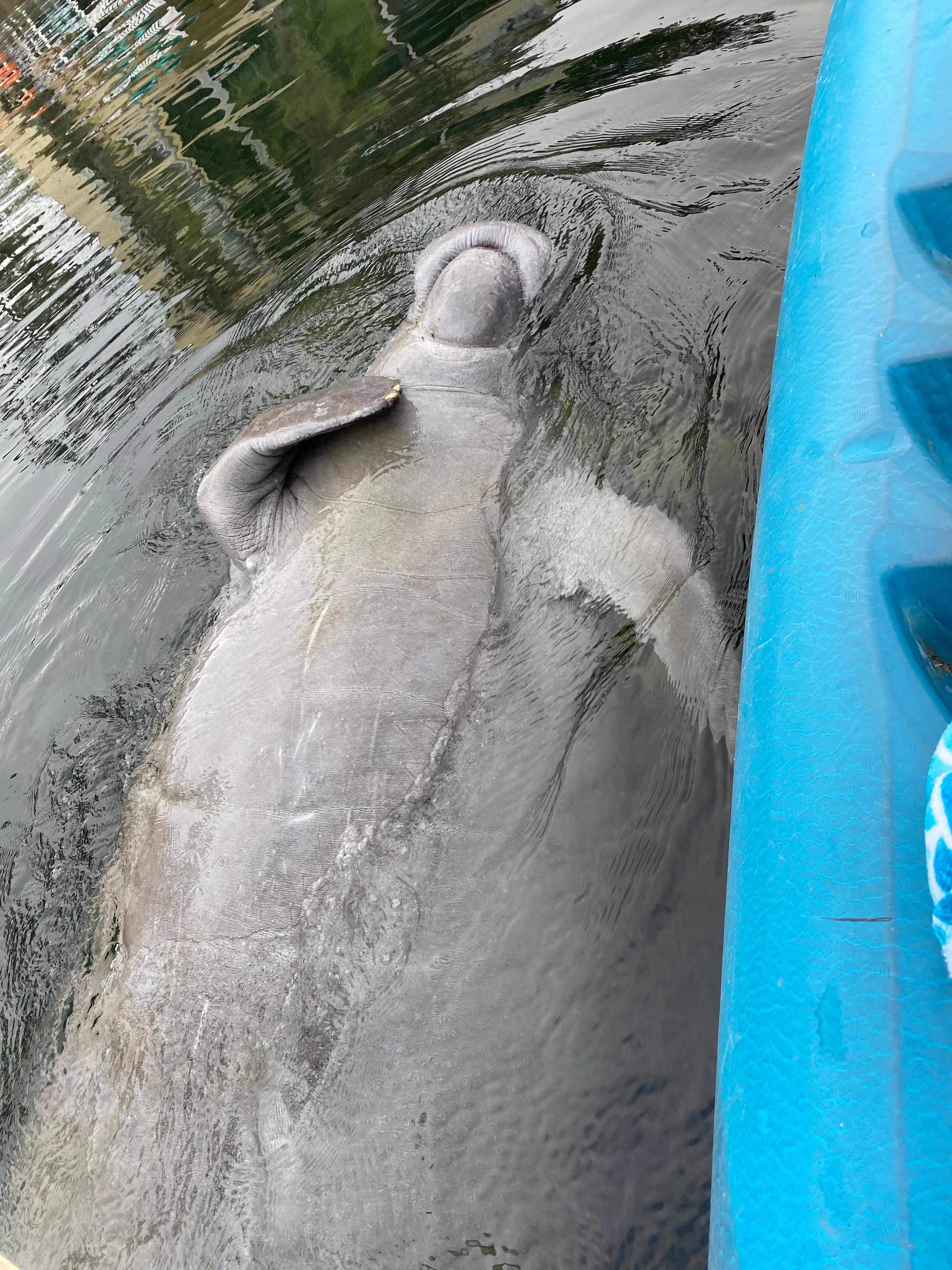 Friendly manatee in the river near house. 