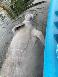 Friendly manatee in the river near house.