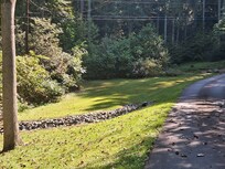 Beautiful areas to walk along drive